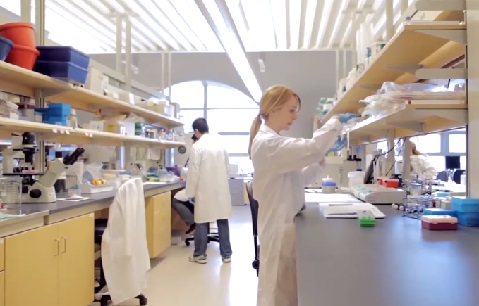 Holland Iyo Japan Oo Markale