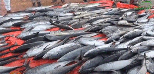 Ciidanka Ilaalada Xeebaha Somaliland