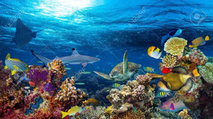 Baddaha iyo Waxtarkooda