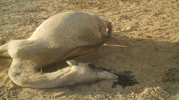 Xanuun Geela laynaya