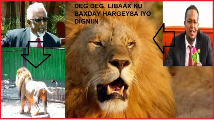 Libaaxii waran cade oo baxsaday