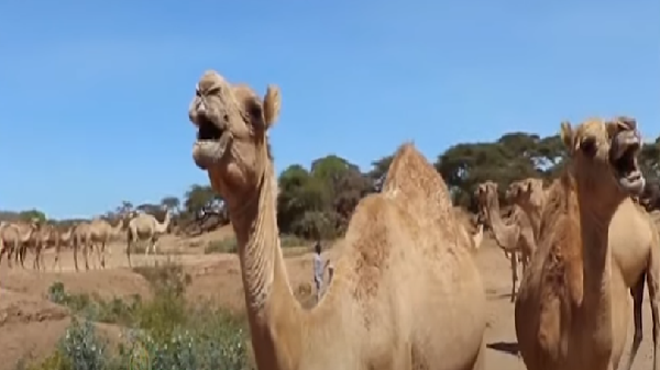 Ceel biyoodyo laga hirgeliyay degaanka Dhaboolaq1