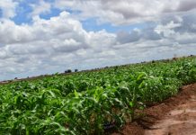 Sidee Ayey Soomaaliland U Gaadhi Kartaa Isku-filnaanshe Dhanka Cunada Ah?