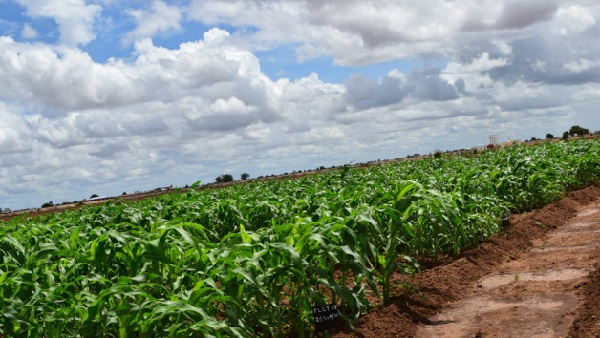 Wax soo saarka Beeraha