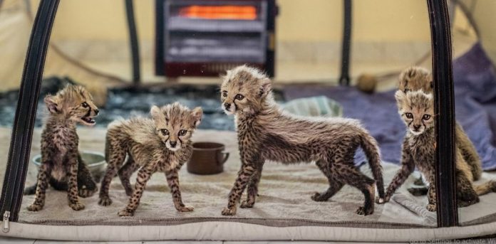 “Somaliland Dedaal aad u Badan Ayay Gelisay Joojinta Ka Ganacsiga Sharci Darrada ah ee Duur-joogta …..” National Geography