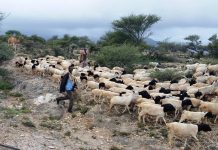 Dhaqashada Xoolaha Idaha iyo Geyiga Somaliland” Qy. 2aad