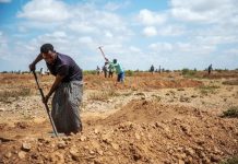 Irish Farmers journal “Somaliland oo Daadadka uga Faa’iidaysanaysa Soo Celinta Daaqsinka iyo Cagaarinta